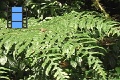 Scene 148_hssflight_Following Ithomiidae flying and resting on fern leaf